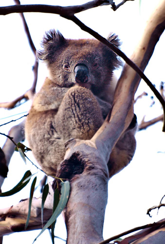 Koala asleep in eucalyptus